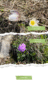 Blumen_Fruehling_1