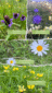 Blumen_Fruehling_2