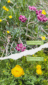 Blumen_Fruehling_3