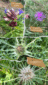 Blumen_Herbst_2