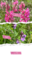 Blumen_Sommer1