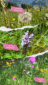Blumen_Sommer2