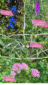 Blumen_Sommer3