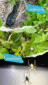 Schlange_Spinne