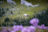 2025_Blog_Oberstockenalp_Livia_Buehler_DSC_4828a