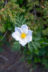 Alpenanemone_1