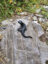 Alpensalamander