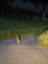 Hase