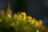 Schluesselblume