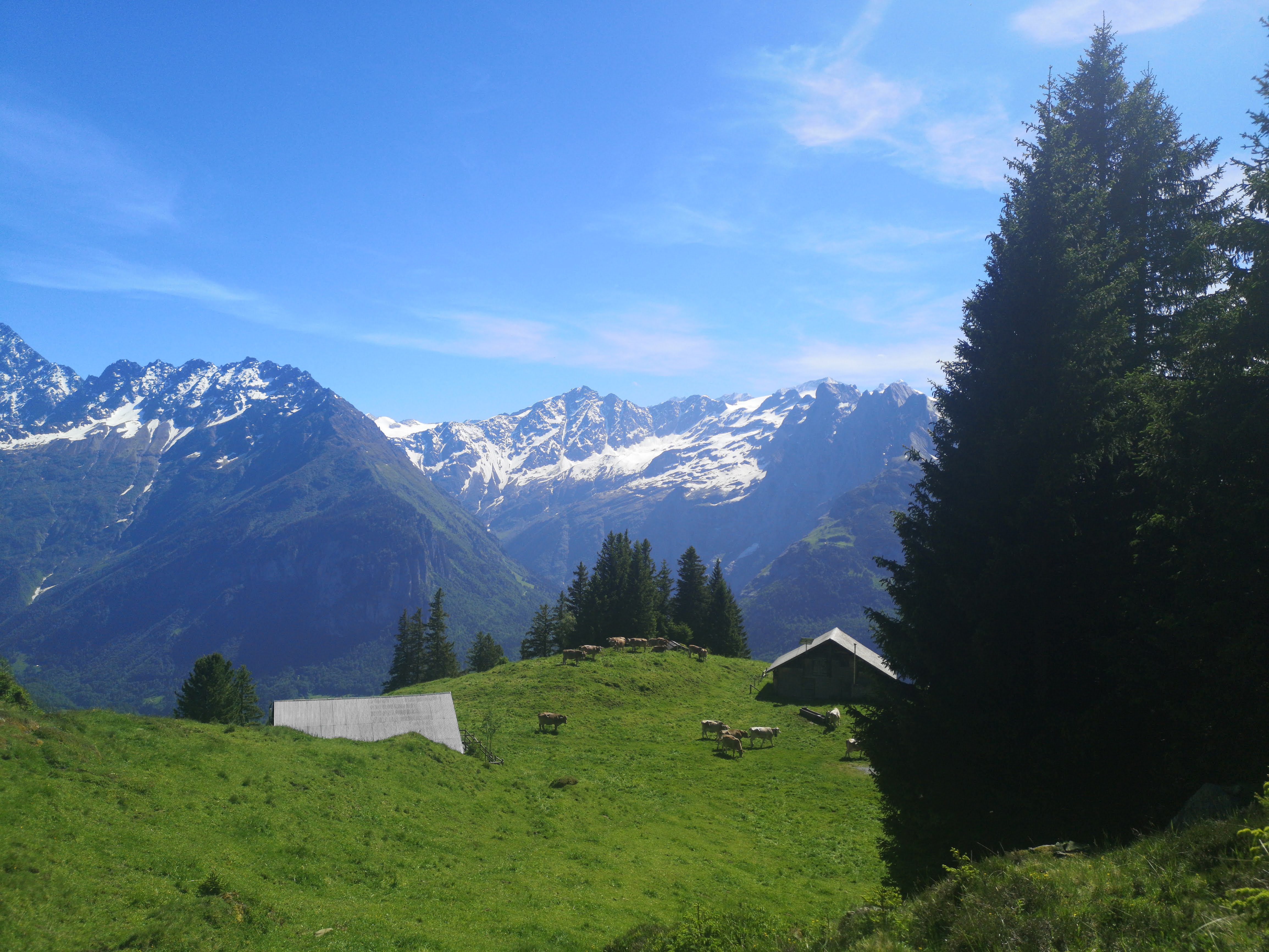 Kühe auf der Alp_Schweizer Alpkäse