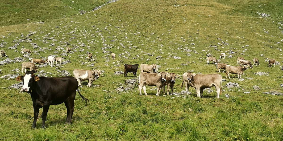 Gutschi auf der Alp_Schweizer Alpkaese_neu