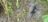 Alpensalamander_quer